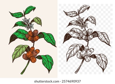 Coffee plant with beans, Arabica. realistic sketch, vector illustration, hand drawn, black outline on a transparent background