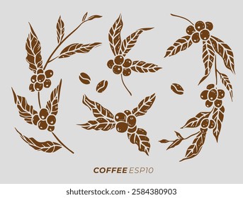 Coffee plant with beans, Arabica. shape silhouette  vector illustration