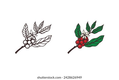 Coffee plant, beans and flover vector illustration