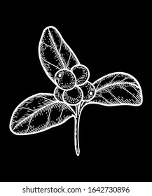 Coffee plant with the coffee beans. Hand drawn engraving coffee leaf and berry. Isolated on black background.