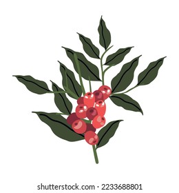 coffee plant with beans icon
