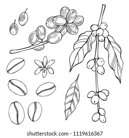Coffee Plant and beans. Vector sketch  illustration.
