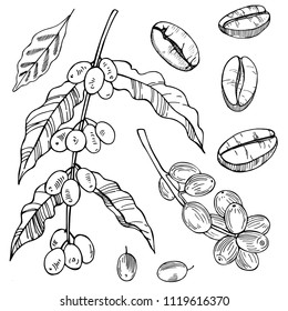 Coffee Plant and beans. Vector sketch  illustration.