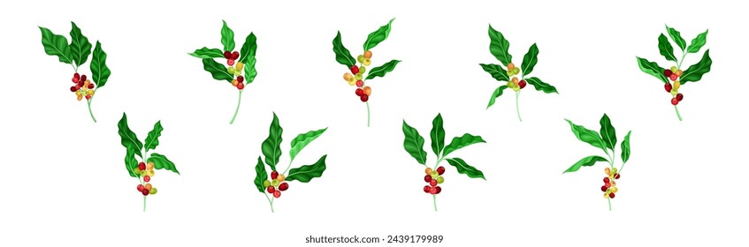 Coffee Plant Berry Branch with Leaf and Stem Vector Set