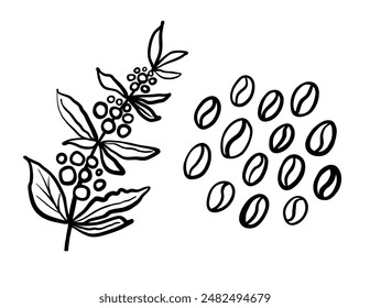 Coffee plant branch with berries and bunch of beans . Vector hand drawn black line illustration.