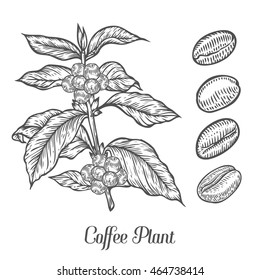 Coffee plant branch with leaf, berry, coffee bean, fruit, seed. Natural organic caffeine. Green coffee, luwak. Black on white background. Hand drawn sketch vector illustration coffe.