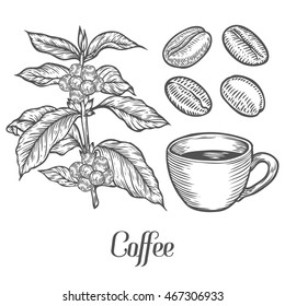 Coffee plant branch with leaf, berry, coffee bean, cup, seed. Natural organic caffeine. Green coffee, luwak. White on black background. Hand drawn sketch vector illustration coffe.