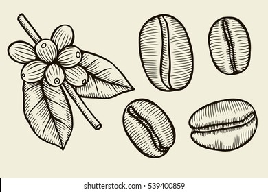 Coffee plant branch with leaf, berry, coffee bean, fruit, seed. Natural organic caffeine. Green coffee, luwak. Black on white background. Hand drawn sketch vector illustration coffe.