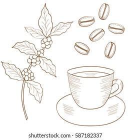Coffee plant branch with leaf, berry, bean, cup. Food and drink organic boutique. Natural organic caffeine. Green coffee, luwak. Hand drawn sketch illustration.