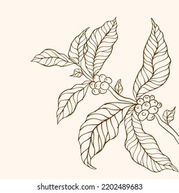 Coffee plant branch with leaf. Hand drawn coffee branch. Coffee beans and leaves. tree illustration. vector illustration of coffee branch.