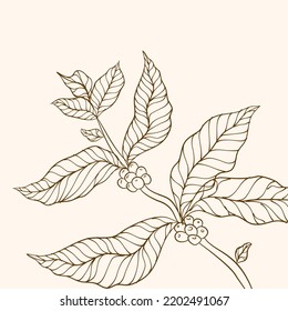 Coffee plant branch with leaf. Hand drawn coffee branch. Coffee beans and leaves. tree illustration. vector illustration of coffee branch. 
