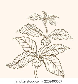 Coffee plant branch with leaf. Hand drawn coffee branch. Coffee beans and leaves. branch with leaves. tree illustration. Vector illustration of coffee branch.