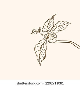 Coffee plant branch with leaf. Hand drawn coffee branch. Coffee beans and leaves. tree illustration. Coffee plant.