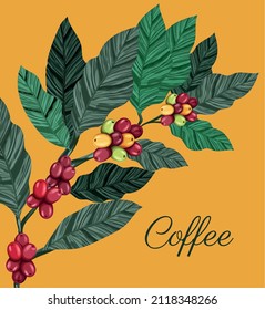 coffee plant cartel with beans