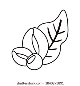 coffee plant grains and leafs nature line style icon vector illustration design