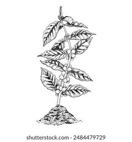 Coffee Plant growing out of the ground. Vector hand drawn illustration. Tree leaf and bean sketch drawing. Vintage black and white line art. Graphic design clipart. Retro style on isolated background