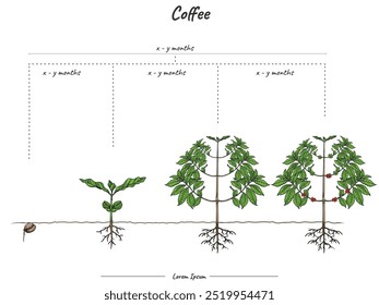 Coffee plant growth stages infographic elements. Growing stage Coffee plant template. time to grow a Coffee plant and its explanation. Can be used for topics like biology or education 