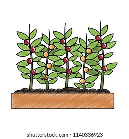 Coffee plant harvest scribble
