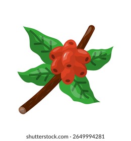 Coffee plant icon. coffee, plant, bean, leaf, agriculture, farm, organic, crop. Vector Icon Illustration