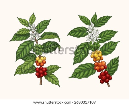 coffee plant illustration and coffee process design template