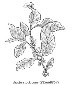 Coffee plant illustration with sketch style