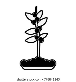 Coffee plant isolated
