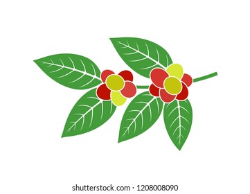 Coffee plant. Isolated coffe branch on white background. EPS 10. Vector illustration