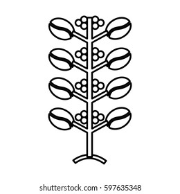 coffee plant isolated icon vector illustration design