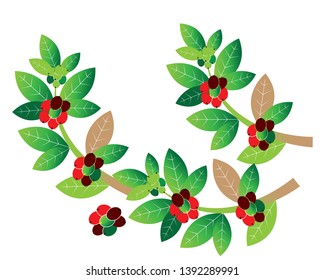 Coffee plant, Isolated coffee on white background. vector illustration - Vector
