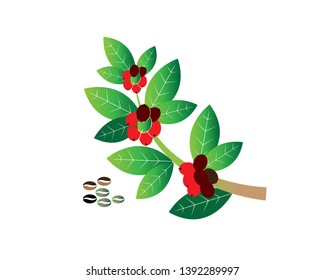 Coffee plant, Isolated coffee on white background. vector illustration - Vector
