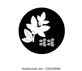 Coffee plant, Isolated coffee on white background. vector illustration - Vector
