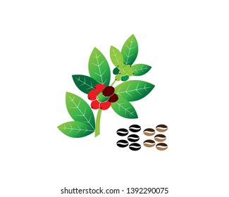 Coffee plant, Isolated coffee on white background. vector illustration - Vector
