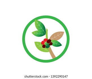 Coffee plant, Isolated coffee on white background. vector illustration - Vector
