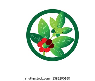 Coffee plant, Isolated coffee on white background. vector illustration - Vector
