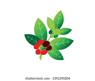 Coffee plant, Isolated coffee on white background. vector illustration - Vector
