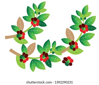 Coffee plant, Isolated coffee on white background. vector illustration - Vector
