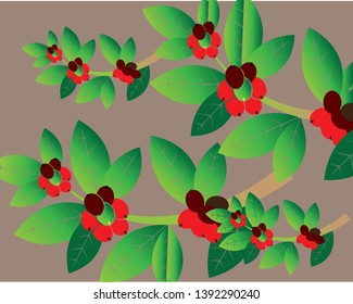 Coffee plant, Isolated coffee on white background. vector illustration - Vector
