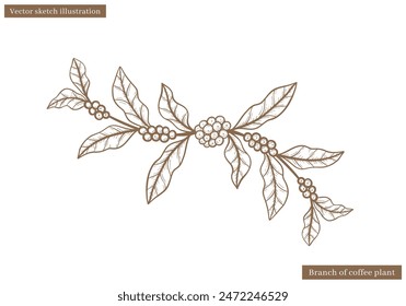 coffee plant leaves vector sketch with coffee fruit seed in hand drawn illustration vector