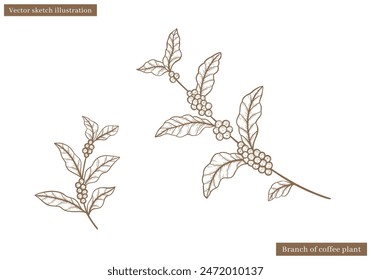 coffee plant leaves vintage vector sketch with coffee fruit seed in hand drawn illustration vector