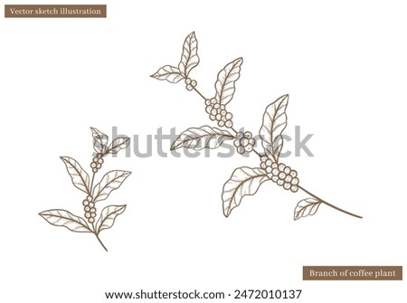 coffee plant leaves vintage vector sketch with coffee fruit seed in hand drawn illustration vector