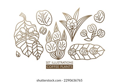 Coffee plant linear set logo. Vector emblem coffee tree. Icon of coffee tree branch with grains, cup with drink. Abstract badge for design of natural products, coffee shop, for cafe, bar, shop, botany