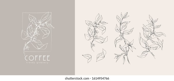 Coffee plant logo and branch. Hand drawn wedding herb, plant and monogram with elegant leaves for invitation save the date card design. Botanical rustic trendy greenery vector illustration