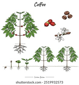 Coffee plant Package. set of growing Coffee. tree illustration from seed to be Coffee tree in vector. Can be used for topics like biology or education poster.