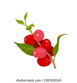 Coffee Plant From Plantation, Botanical Vector Illustration. Cartoon Isolated Branch With Growing Harvest, Natural Organic Red Ripe Berry Fruit And Green Leaves, Farm Production Of Coffee Beans