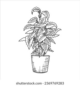 Coffee plant in a pot hand drawn outline illustration. Simple nature coffee tree with leaves logo design drawing. Cartoon tropical herb potted pen drawing image. Houseplant botanical decoration icon.