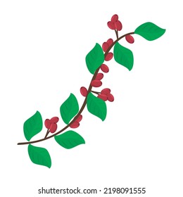 coffee plant with seeds icon