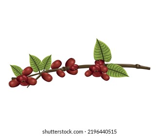 coffee plant with seeds icons