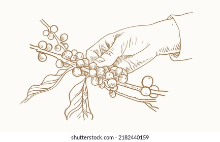 coffee plant of sketch hand drawn for banner, advertising, label, and packaging. coffee sketch hand drawn vector. coffee hand-drawn