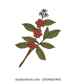 Coffee plant sketch hand drawn illustration