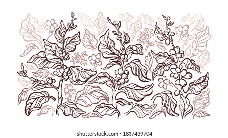 Coffee plant. Vector graphic background. Art sketch branch, leaves, bean. Nature hand drawn illustration, botanical pattern. Organic aroma drink